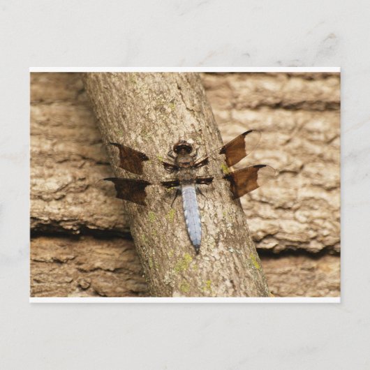 Dragonfly in rust briefkaart (Voorkant)