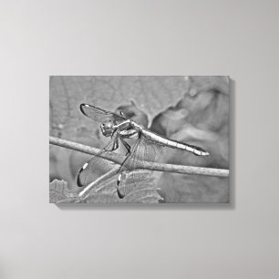 Dragonfly in zwart-wit canvas afdruk
