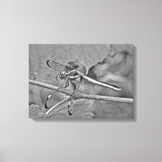 Dragonfly in zwart-wit canvas afdruk (Voorkant)