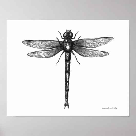 Dragonfly-inktdrawibbe Poster (Voorkant)