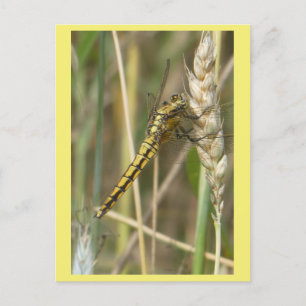 Dragonfly jaune gros do-it-yourself carte postale