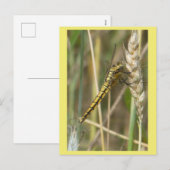 Dragonfly jaune gros do-it-yourself carte postale (Devant / Derrière)