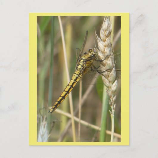 Dragonfly jaune gros do-it-yourself carte postale (Devant)