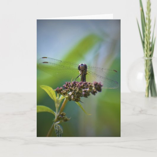 Dragonfly, kaart (Voorkant)