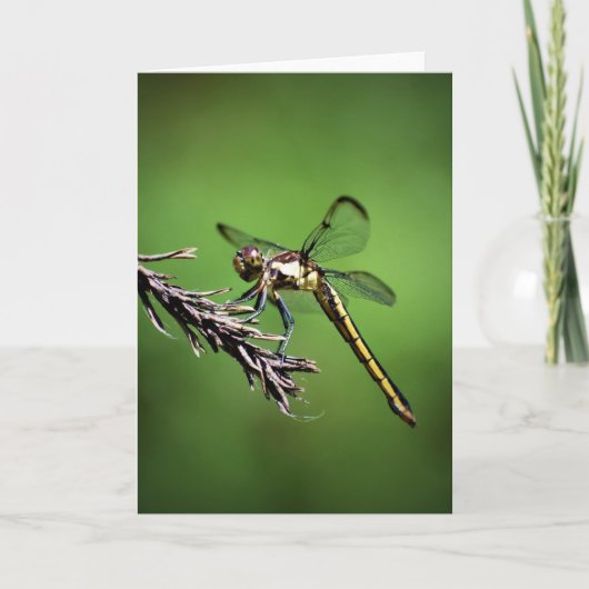 Dragonfly, kaart (Voorkant)