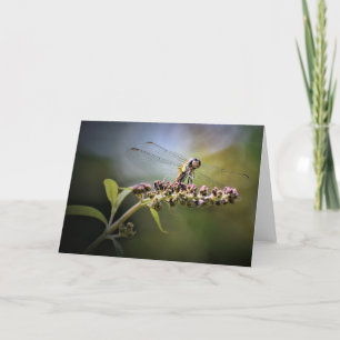 Dragonfly, kaart