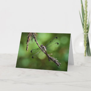 Dragonfly, kaart