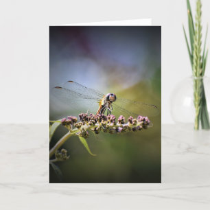 Dragonfly, kaart