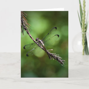 Dragonfly, kaart