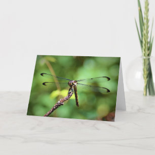 Dragonfly, kaart