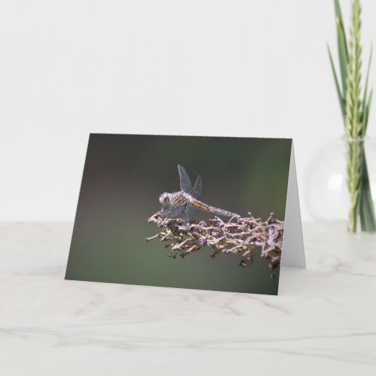 Dragonfly, kaart (Voorkant)