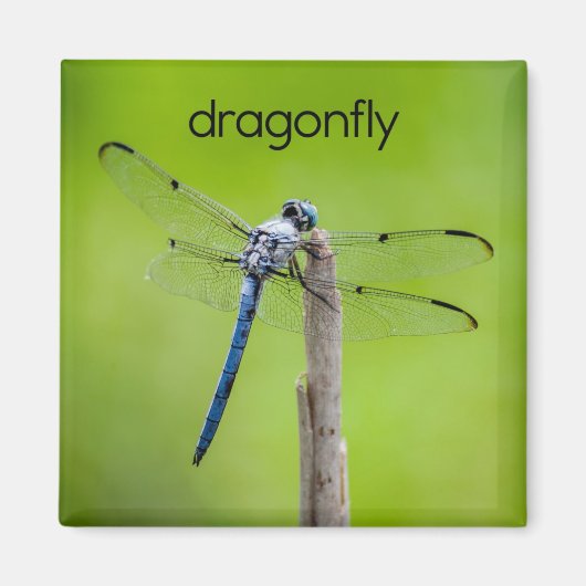 Dragonfly-koelkast Magnet Magneet (Voorkant)