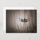 Dragonfly - look briefkaart (Voorkant / Achterkant)