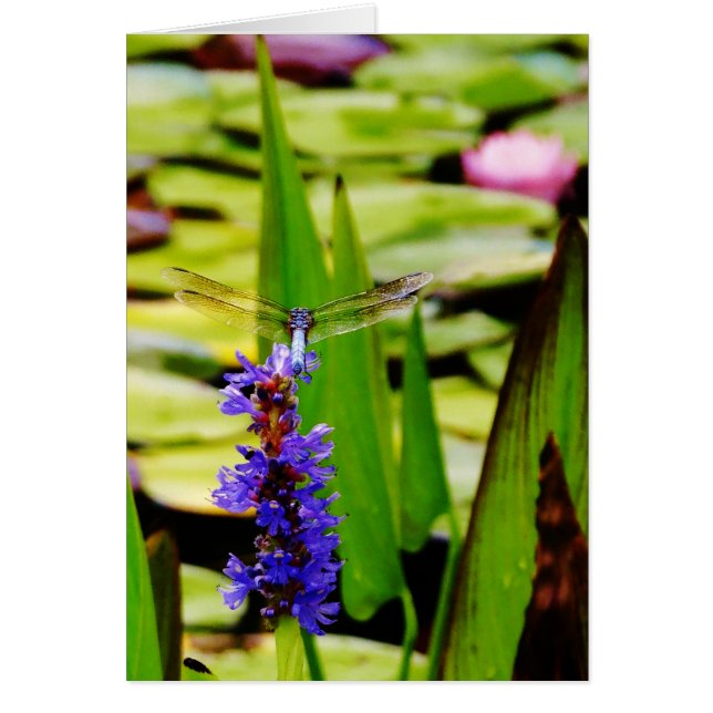 Dragonfly lotus and purple flower (Devant)