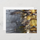 Dragonfly Macro Briefkaart (Voorkant / Achterkant)