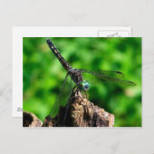 Dragonfly Macro Natuur Fotografie Briefkaart (Voorkant / Achterkant)
