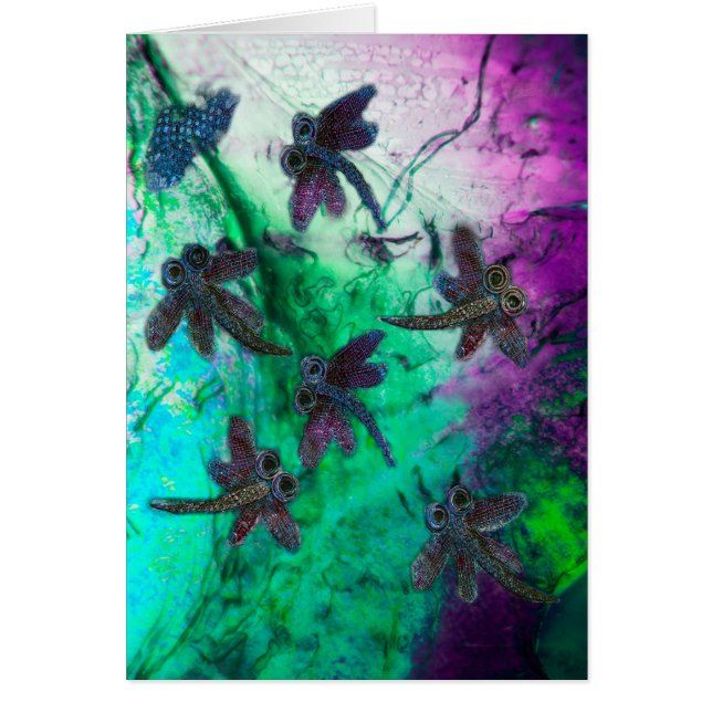 Dragonfly Magic (Voorkant)