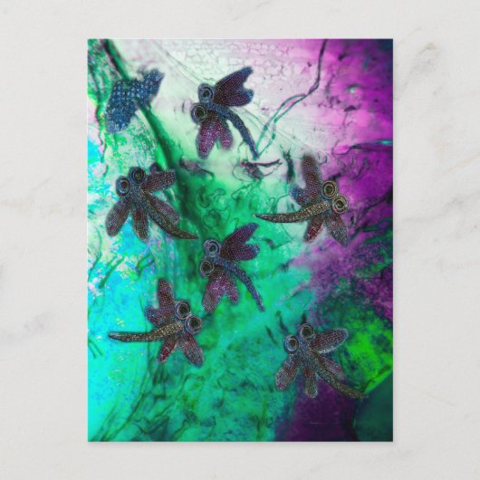 Dragonfly Magic Briefkaart (Voorkant)