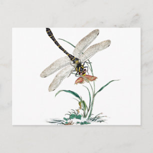 Dragonfly Magic Briefkaart