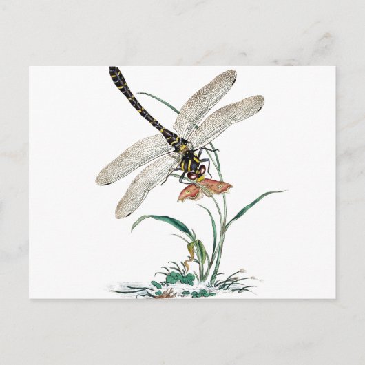 Dragonfly Magic Briefkaart (Voorkant)