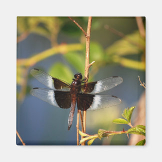 DragonFly Magneet