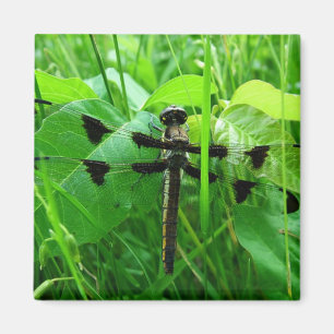 Dragonfly Magneet