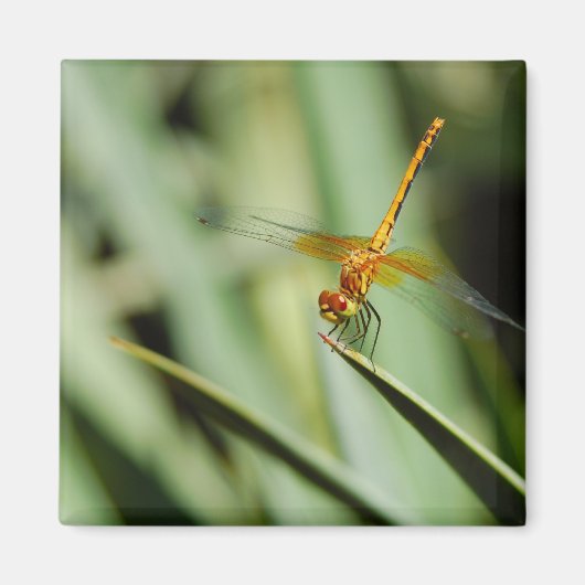 DragonFly Magneet (Voorkant)