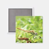 Dragonfly Magneet (Voorkant / Achterkant)