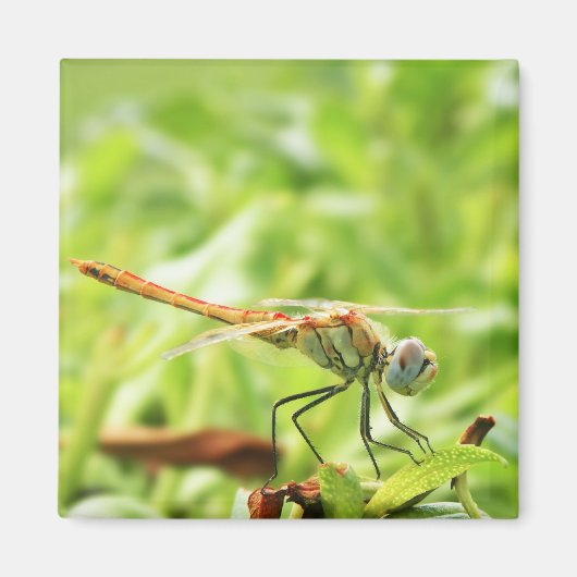 Dragonfly Magneet (Voorkant)
