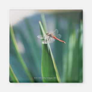 Dragonfly Magneet