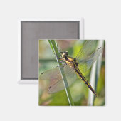 Dragonfly Magnet Magneet (Voorkant / Achterkant)