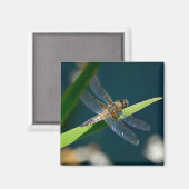 Dragonfly Magnet Magneet (Voorkant / Achterkant)