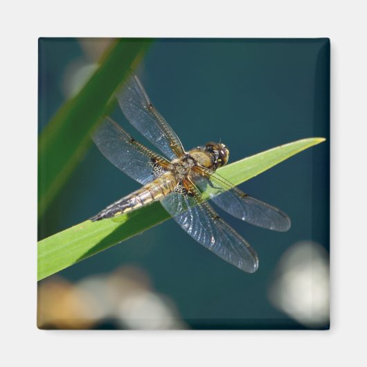 Dragonfly Magnet Magneet (Voorkant)