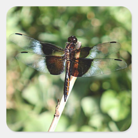 Dragonfly met dubbele vleugels vierkante sticker (Voorkant)