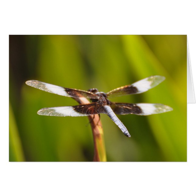 Dragonfly met reservewings (Voorkant Horizontaal)