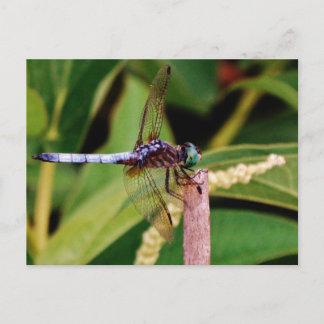 Dragonfly met witte bloemen briefkaart