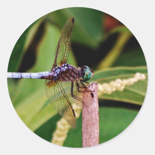 Dragonfly met witte bloemen ronde sticker (Voorkant)