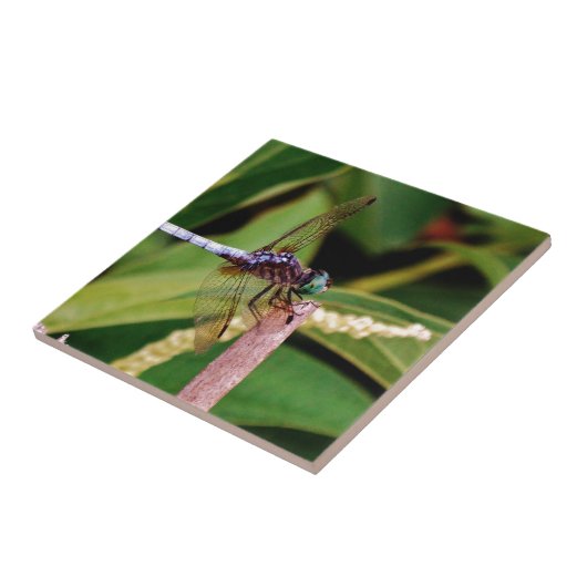 Dragonfly met witte bloemen tegeltje (Zijkant)