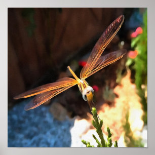 Dragonfly met zonlicht-gele vleugels poster
