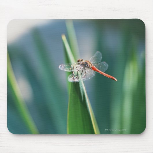 Dragonfly Muismat (Voorkant)