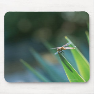 Dragonfly Muismat