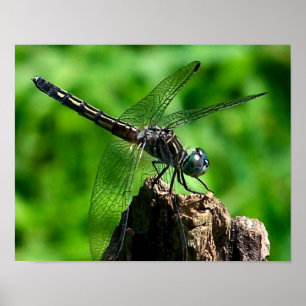 Dragonfly Natuur sluiten Poster