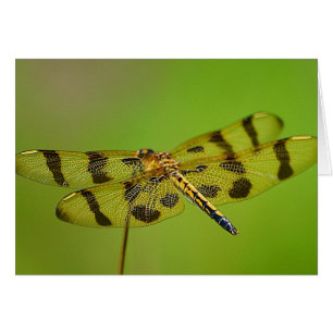 Dragonfly Notecard