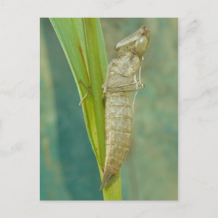 Dragonfly Nymph Shell Briefkaart. Briefkaart