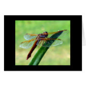 Dragonfly on Aloe Grey Card (Devant horizontal)