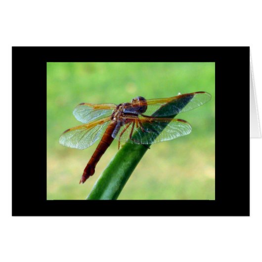 Dragonfly on Aloe Grey Card (Devant horizontal)