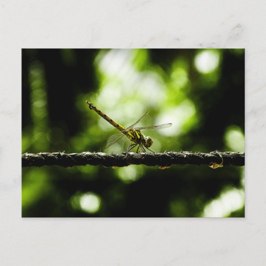 Dragonfly on green - Cartes postales (Devant)