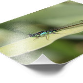 Dragonfly on the Leaf Photo Print (Coin)