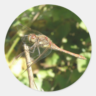 Dragonfly on Twig Stickers