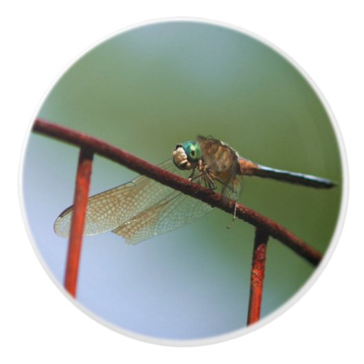 Dragonfly op draadhek dicht keramische knop (Voorkant)